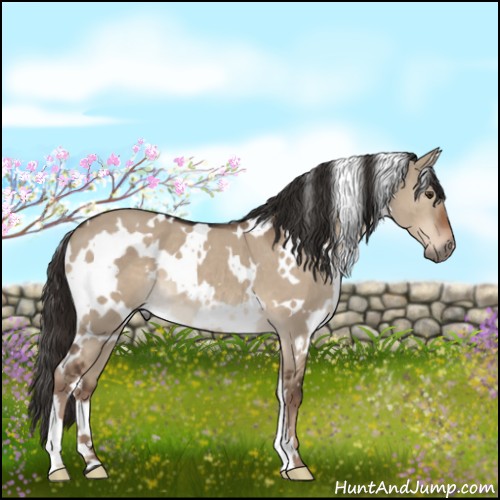 Horse Color:White Spotted Liver Red Dun 