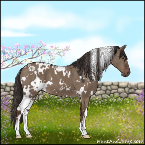 Horse Color:White Spotted Liver Red Dun 