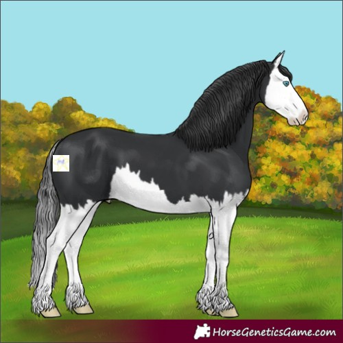 Horse Color:Black Splash 