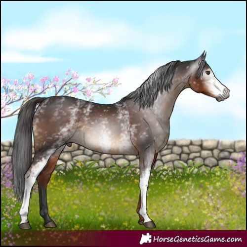 Horse Color:Gray White Spotted Liver Chestnut 