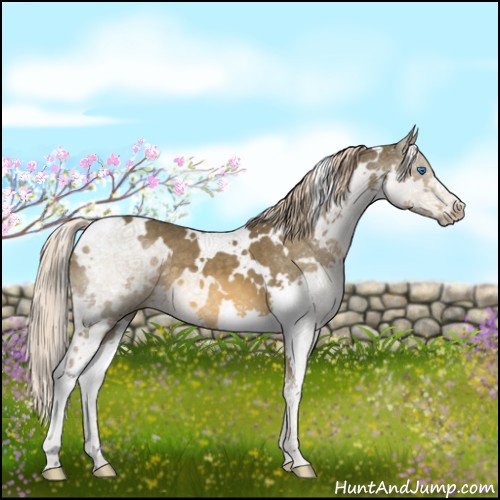Horse Color:White Spotted Chocolate Palomino Splash 
