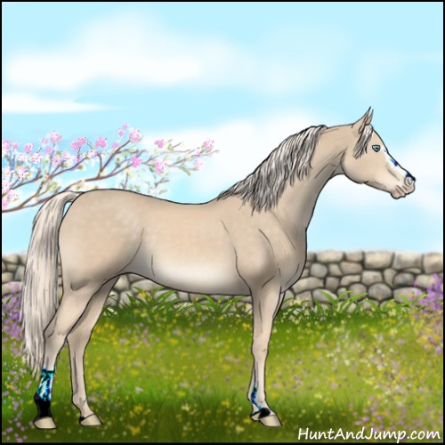 Horse Color:Cremello Sabino 