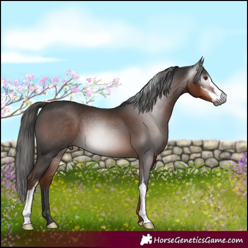 Horse Color:Gray Liver Chestnut Sabino 
