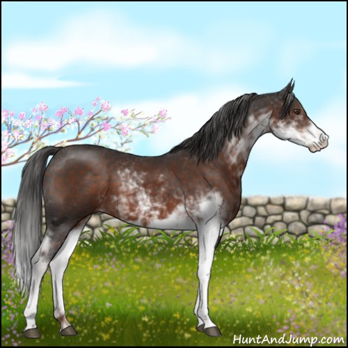 Horse Color:Liver Chestnut Sabino