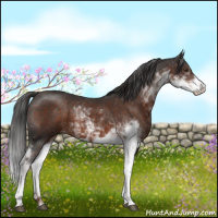 Horse Color:Liver Chestnut Sabino 