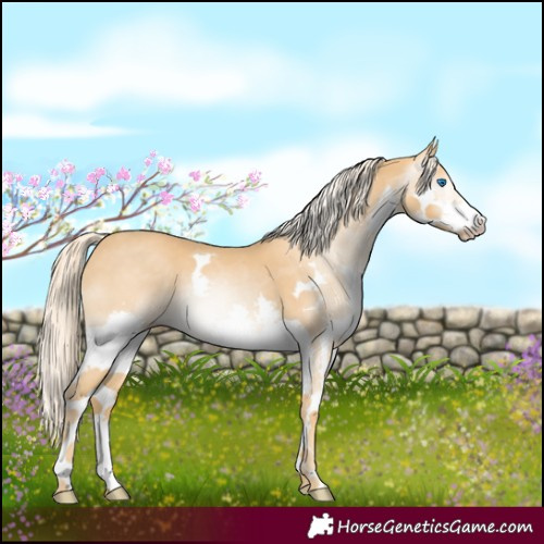 Horse Color:Gray Cremello Splash 