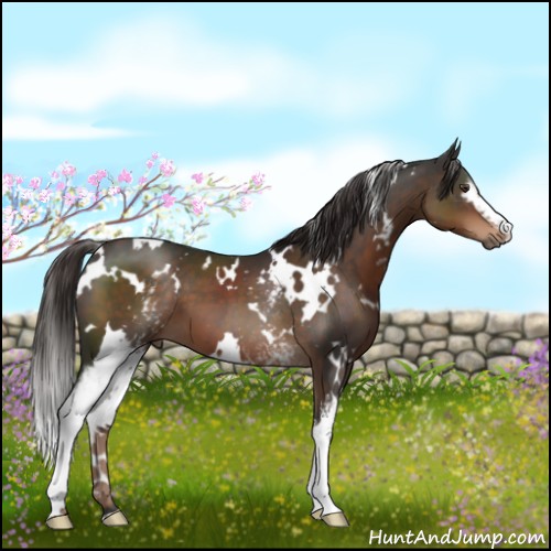 Horse Color:White Spotted Liver Chestnut 