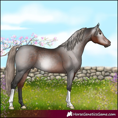 Horse Color:Gray Liver Chestnut 