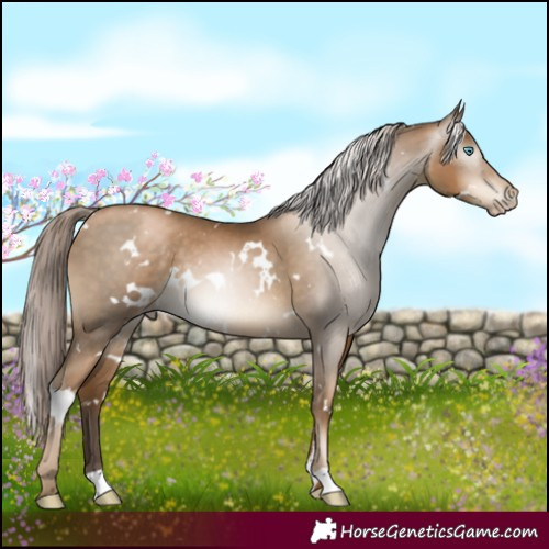 Horse Color:Gray White Spotted Chocolate Palomino Pearl 