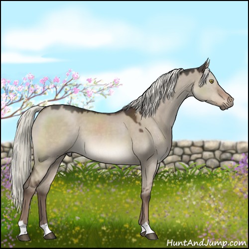 Horse Color:Liver Red Dun Mushroom 