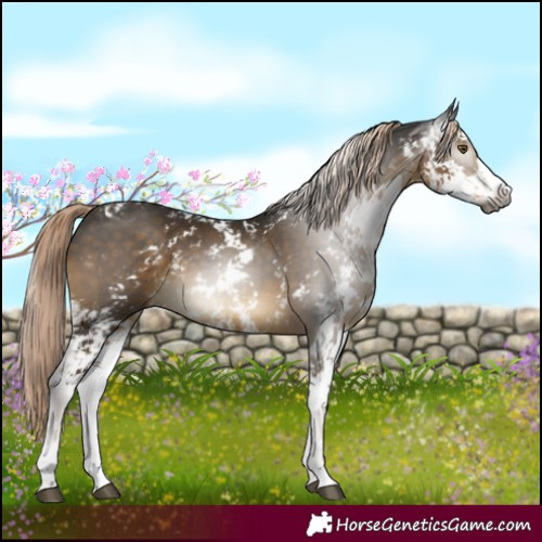 Horse Color:Gray Chocolate Palomino Sabino 