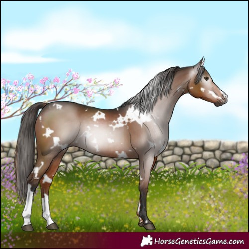 Horse Color:Gray White Spotted Liver Chestnut 