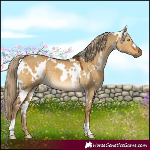 Horse Color:White Spotted Chocolate Palomino Dun 