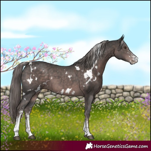 Horse Color:Platinum White Spotted Liver Chestnut Sabino