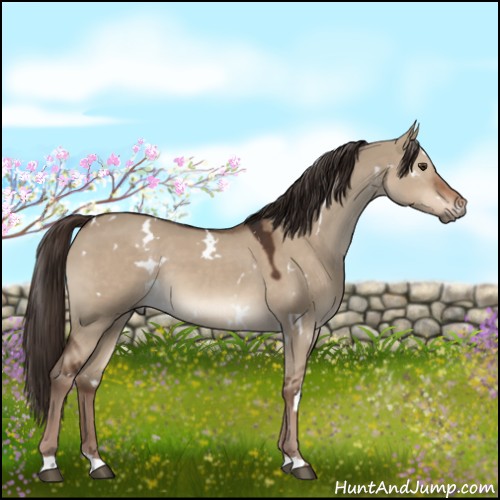 Horse Color:White Spotted Liver Red Dun 