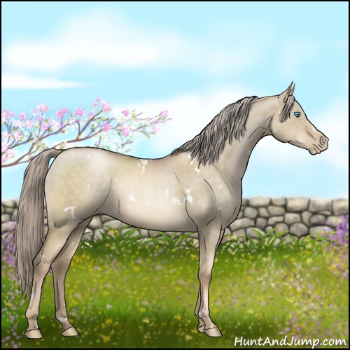 Horse Color:White Spotted Chocolate Palomino Pearl Dun 
