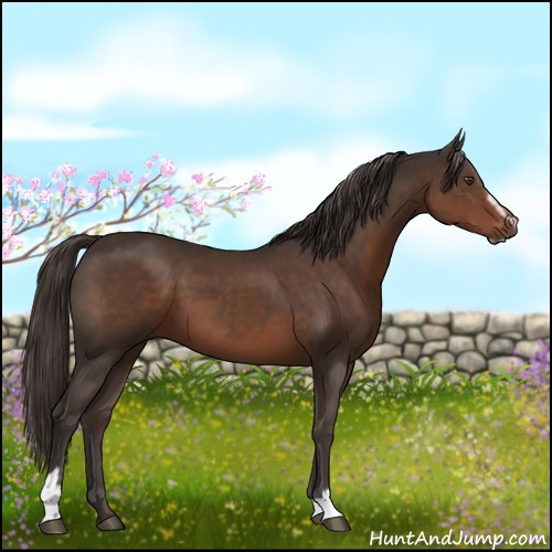 Horse Color:Liver Chestnut Sabino 