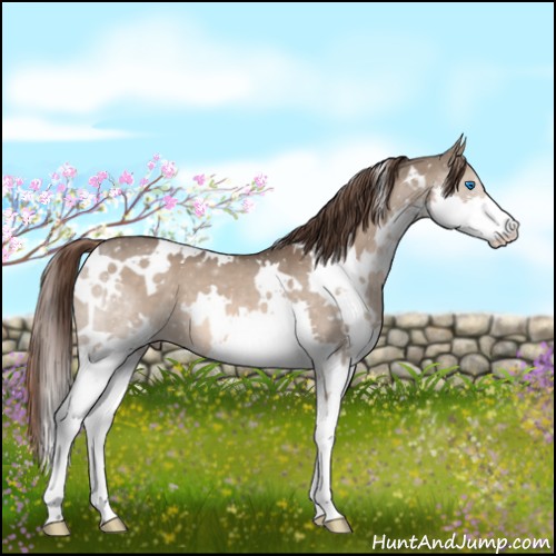 Horse Color:White Spotted Liver Red Dun Splash 