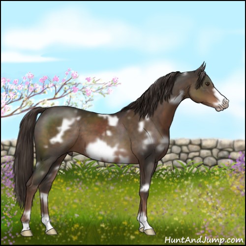 Horse Color:White Spotted Liver Chestnut Frame 