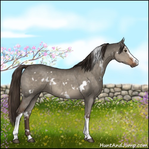 Horse Color:White Spotted Liver Red Dun 