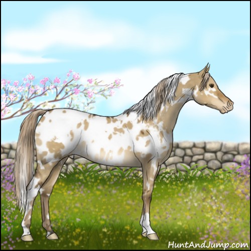 Horse Color:White Spotted Chocolate Palomino Dun Appaloosa 