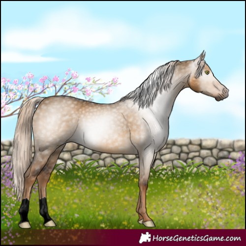 Horse Color:Gray Chocolate Palomino Dun Mushroom 