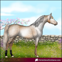 Horse Color:Gray Chocolate Palomino Dun Mushroom 