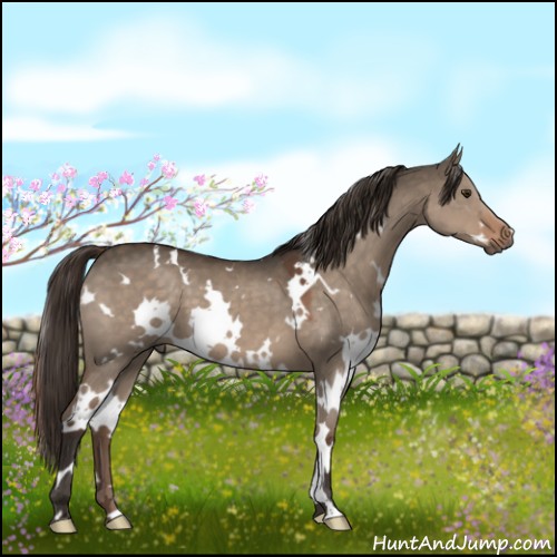 Horse Color:White Spotted Liver Red Dun 