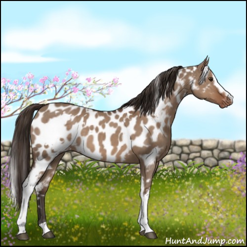 Horse Color:White Spotted Liver Red Dun Appaloosa 