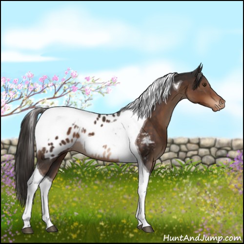 Horse Color:Liver Chestnut Tobiano Appaloosa 