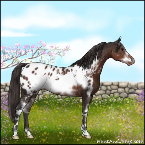 Horse Color:White Spotted Liver Chestnut Frame Appaloosa 