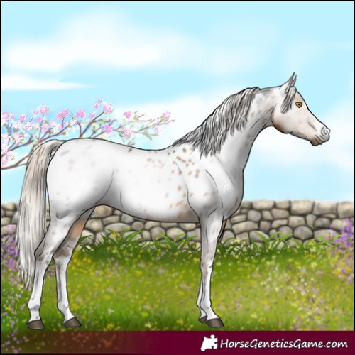 Horse Color:Gray White Spotted Chocolate Palomino Mushroom Appaloosa 