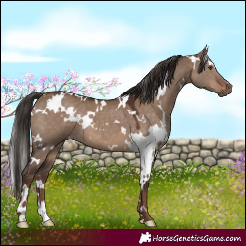 Horse Color:White Spotted Liver Red Dun 