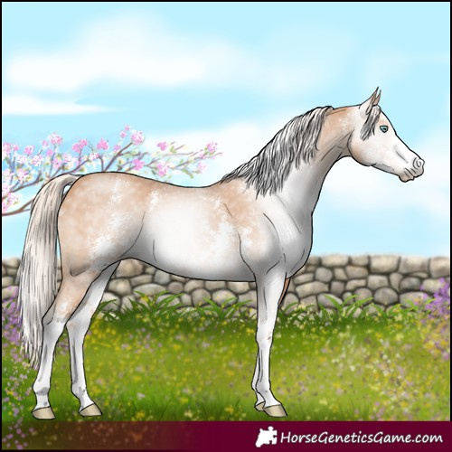 Horse Color:Gray Cremello Sabino 