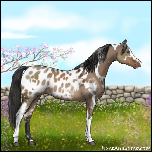 Horse Color:White Spotted Liver Red Dun Appaloosa 
