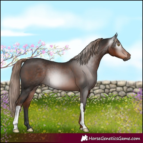 Horse Color:Gray Liver Chestnut 