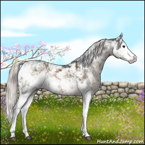 Horse Color:Chocolate Palomino Sabino 