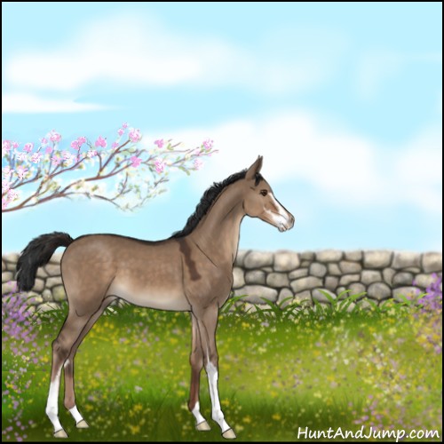 Horse Color:Liver Red Dun Sabino 