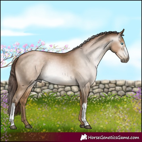Horse Color:Gray Buckskin Pearl Rabicano 
