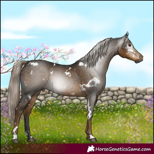 Horse Color:Gray White Spotted Chocolate Palomino 