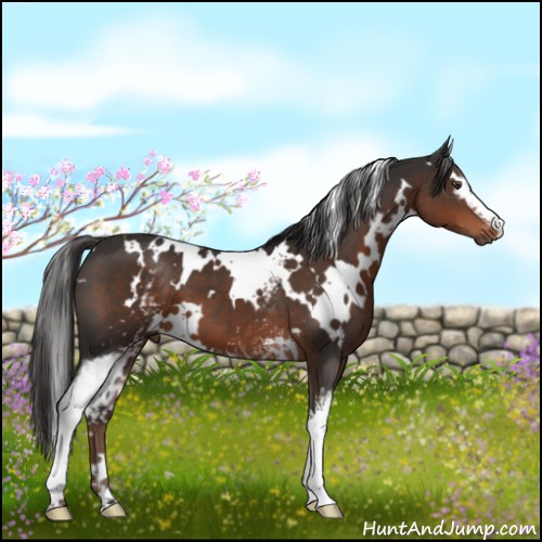 Horse Color:White Spotted Liver Chestnut 