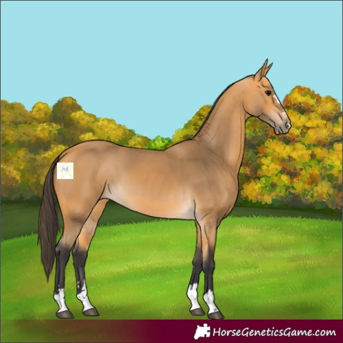 Horse Color:Buckskin 