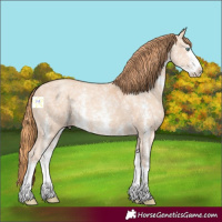 Horse Color:Gold Champagne Ice Sabino 