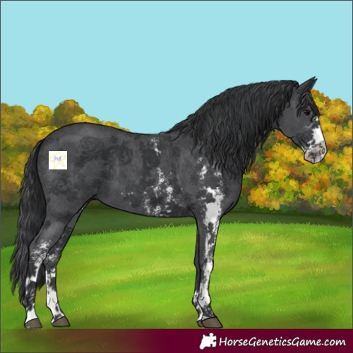 Horse Color:Black Sabino 