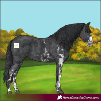 Horse Color:Black Sabino 