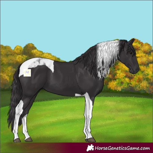 Horse Color:Smoky Black Tobiano 