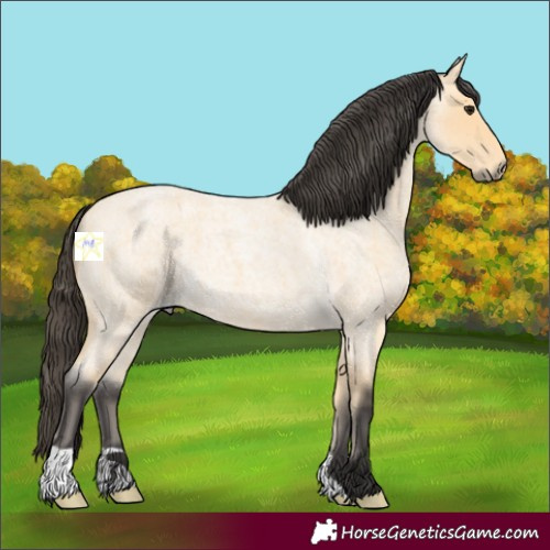 Horse Color:Buckskin Roan 