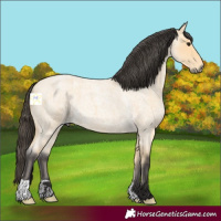 Horse Color:Buckskin Roan 