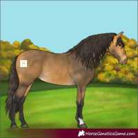 Horse Color:Buckskin 