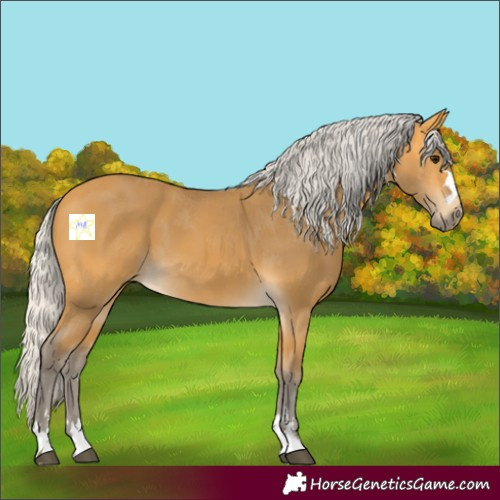 Horse Color:Silver Buckskin 
